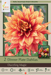 Dahlia Dinner Plate Dazzling Magic Tubers