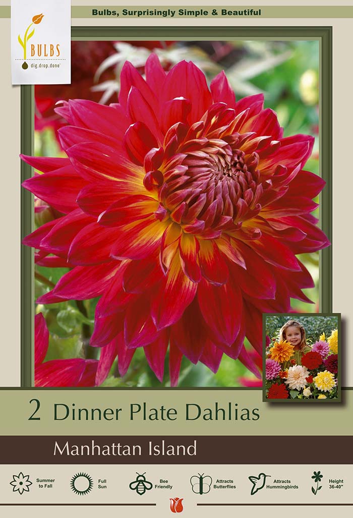 Dahlia Dinner Plate Manhattan Island Tubers