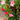Dipladenia Red/Pink (Mandevilla)