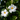 Dipladenia White (Mandevilla)