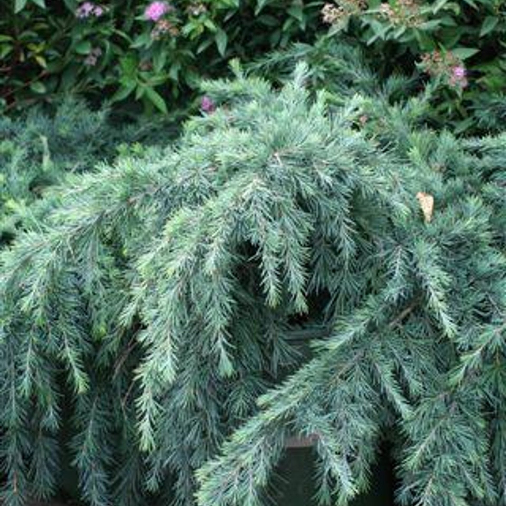 Divinely Blue Deodar Cedar