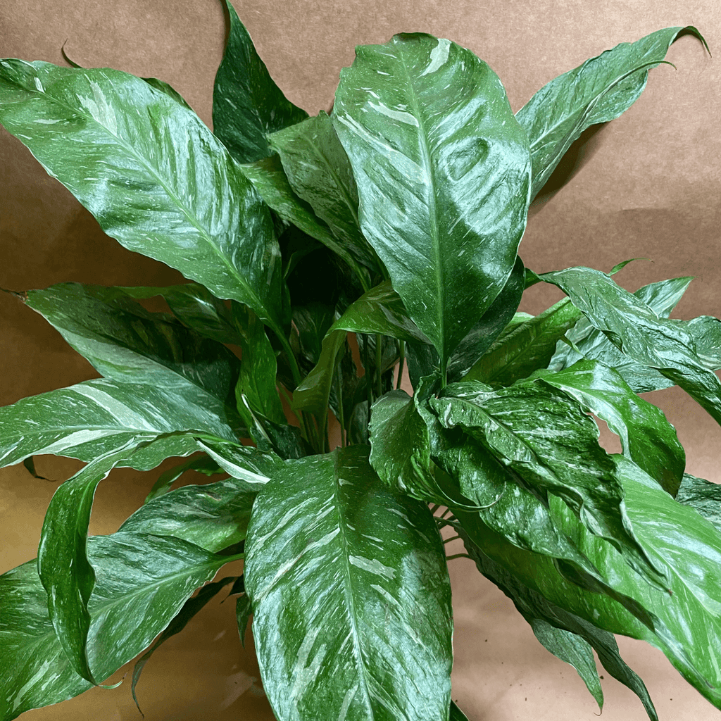 Peace Lily Domino Small