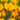Crocus Dorothy Bulbs
