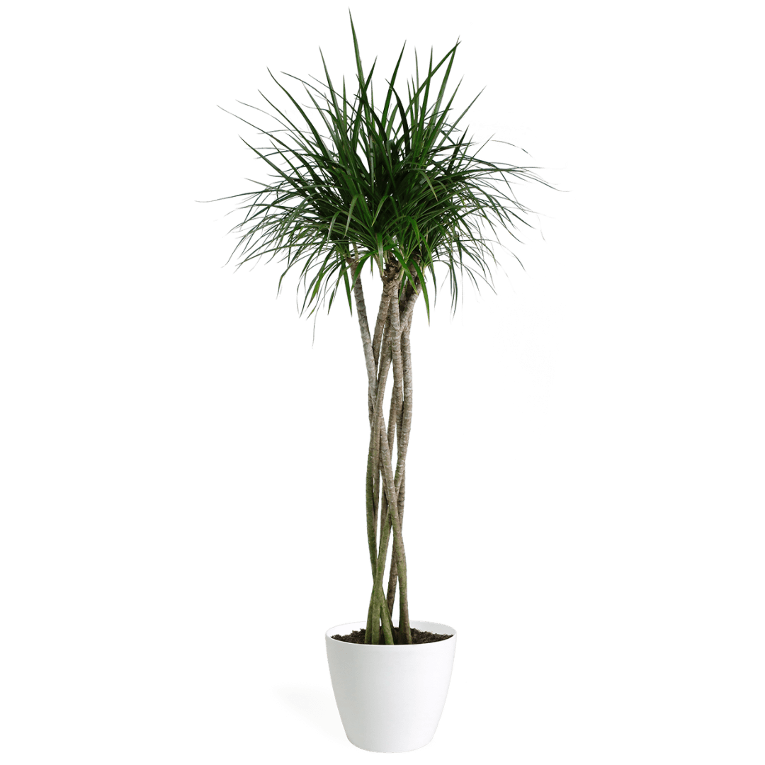 Dracaena Marginata Braid