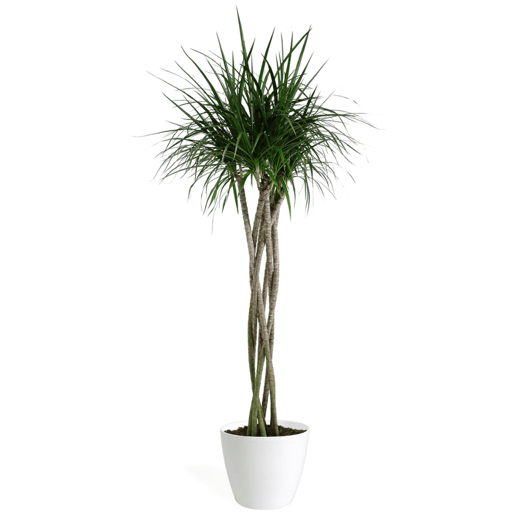 Dracaena Marginata Braid