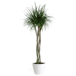 Dracaena Marginata Braid