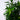 Dracaena Reflexa FRML