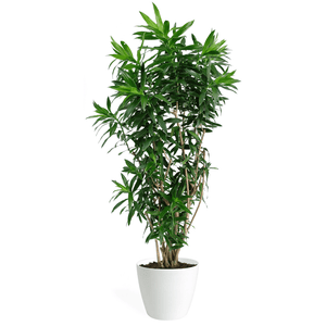 Dracaena Reflexa Large