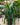 Dracaena 'Arborea'