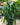 Dracaena 'Arborea'