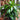 Dracaena 'Janet Craig'