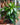 Dracaena 'Janet Craig'