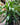 Dracaena 'Janet Craig'