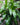 Dracaena 'Janet Craig'