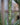 Dracaena Jumbo 'Warneckii' Cane