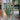 Dracaena Jumbo 'Warneckii' Cane