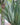 Dracaena Jumbo 'Warneckii' Cane