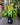 Dracaena 'Lemon Surprise'