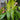 Dracaena 'Lemon Surprise'