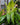 Dracaena 'Lemon Surprise'