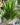 Dracaena 'Tarzan'