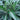 Dracaena Ulysses 