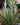 Dracaena marginata