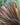 Dracaena marginata 'Colorama'