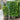 Euonymus 'Manhattan' Esp. (Trellised Evergreen Shrub)