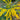 Solidago rugosa 'Fireworks' (Golden Rod) 