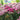 Achillea 'Saucy Seduction' (Yarrow)