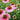 Echinacea French Tips™ (Coneflower)