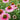 Echinacea French Tips™ (Coneflower)