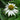 Echinacea purpurea 'Happy Star' (Coneflower)