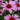 Echinacea purpurea 'Ruby Star' (Coneflower)