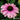 Echinacea Sunseekers® 'Rainbow' (Coneflower) CNT