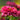 Echinacea Sunseekers® 'Sweet Fuchsia' (Coneflower)