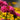 Echinacea Sunseekers® 'Sweet Fuchsia' (Coneflower)