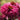 Echinacea Sunseekers® 'Sweet Fuchsia' (Coneflower)