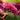 Echinacea Sunseekers® 'Sweet Fuchsia' (Coneflower)
