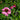 Echinacea purpurea 'Magnus' (Purple Coneflower)