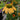 Echinacea purpurea 'Mellow Yellows' (Coneflower) 