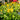 Echinacea purpurea 'Mellow Yellows' (Coneflower)