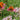 Echinacea purpurea ‘Pica Bella’ (Coneflower)