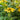 Echinacea x Color Coded® Yellow My Darling (Coneflower)