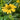Echinacea x Color Coded® Yellow My Darling (Coneflower)