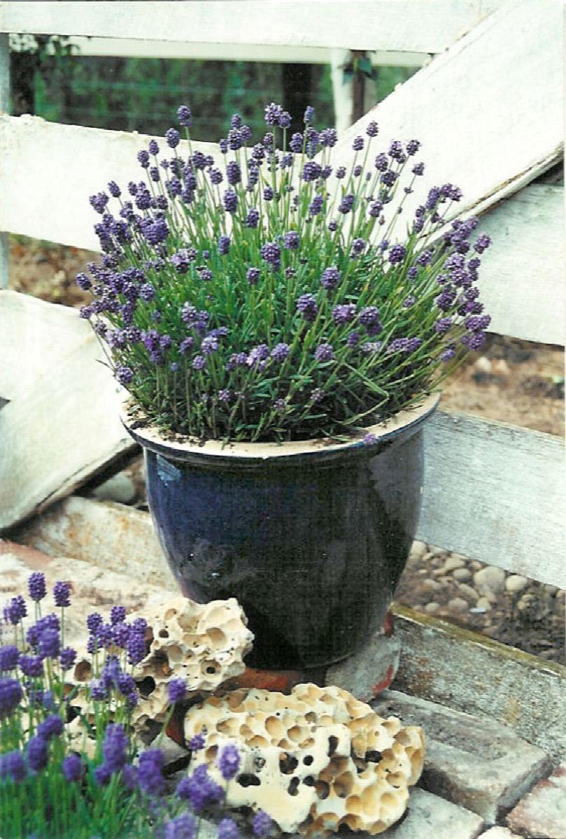 Thumbelina Leigh English Lavender