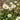 English Daisy (Bellis perennis)
