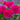 English Rose 'Gabriel Oak™' (David Austin®)