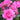 English Rose 'Gertrude Jekyll®' (David Austin®)